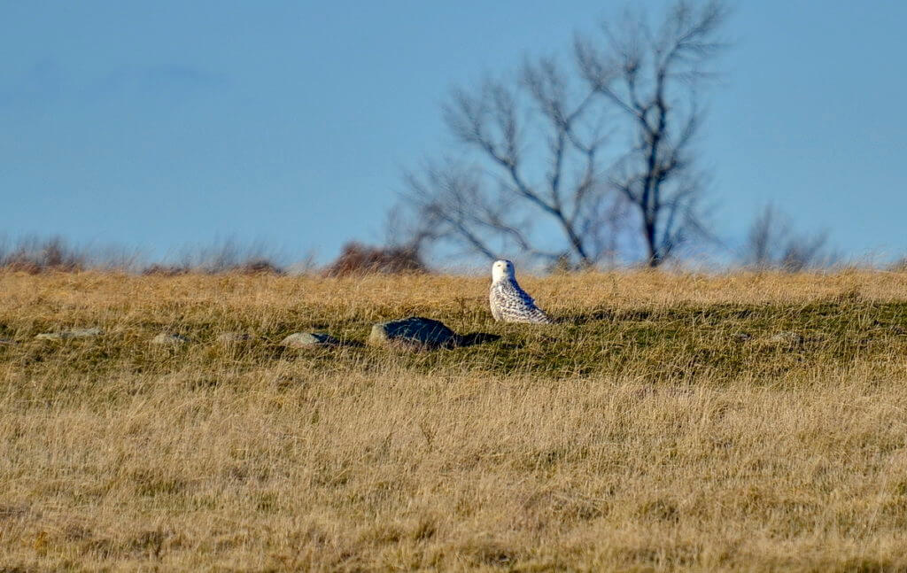 a snowy owl, amherst island, ontario