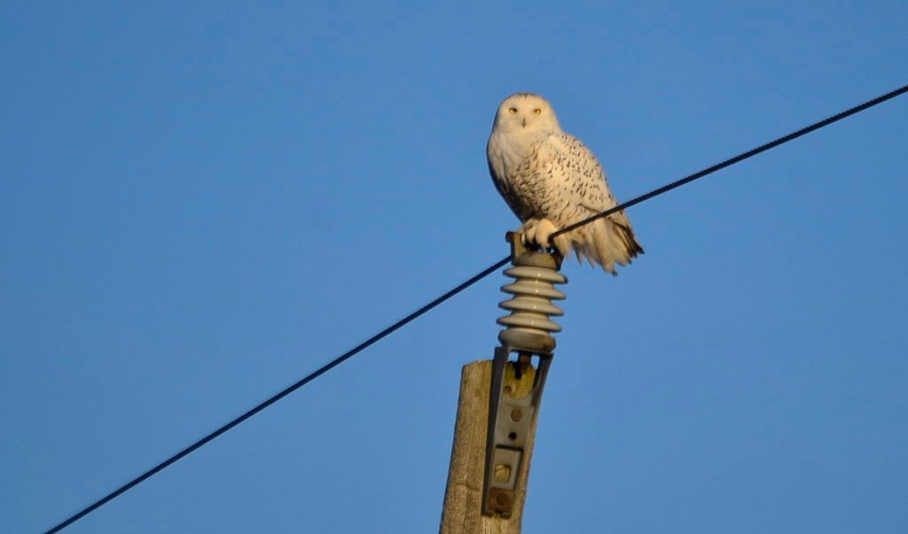 a snowy owl on a utility pole, amherst island, ontario