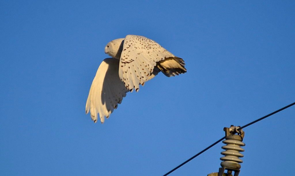 a snowy owl in flight, amherst island, ontario