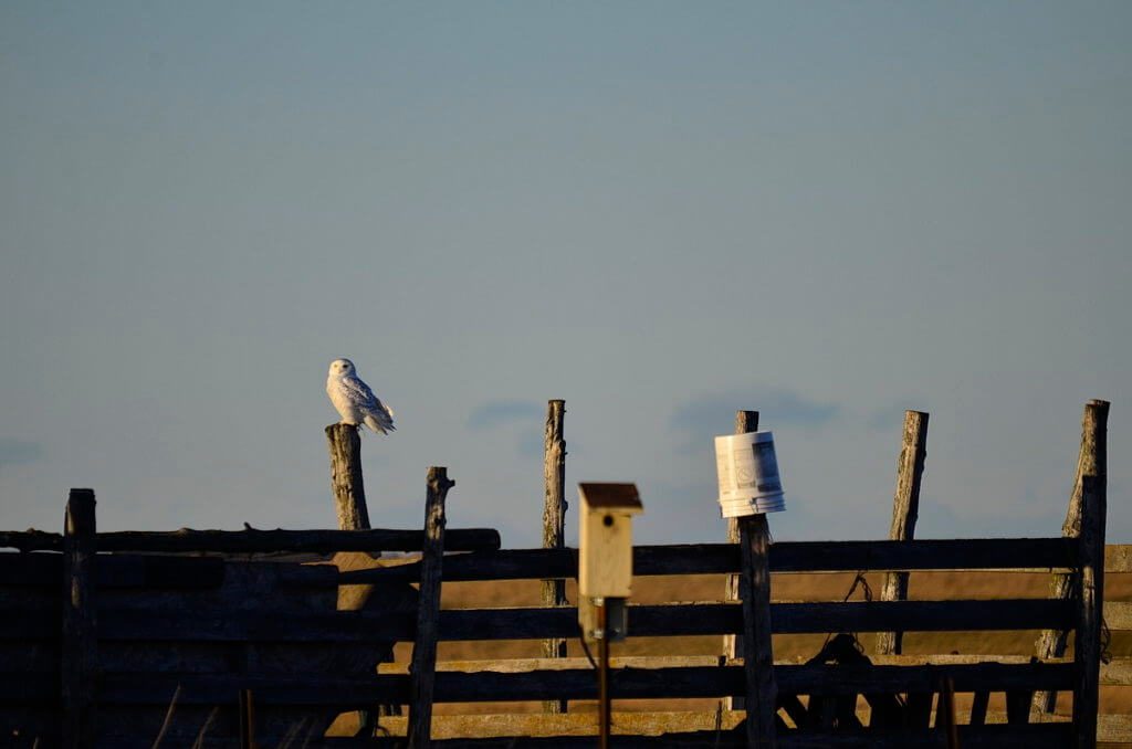 a snowy owl, amherst island, ontario