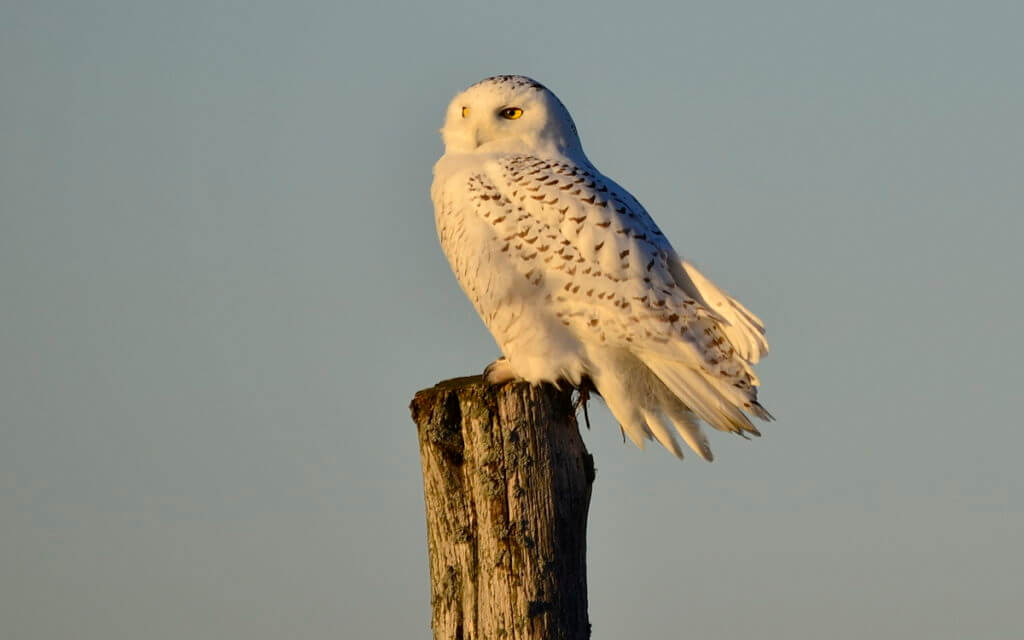 a snowy owl on a fence post, amherst island, ontario