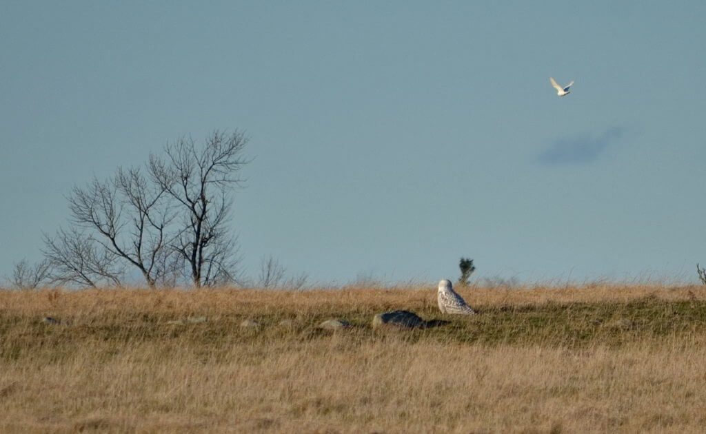 snowy owls, amherst island, ontario