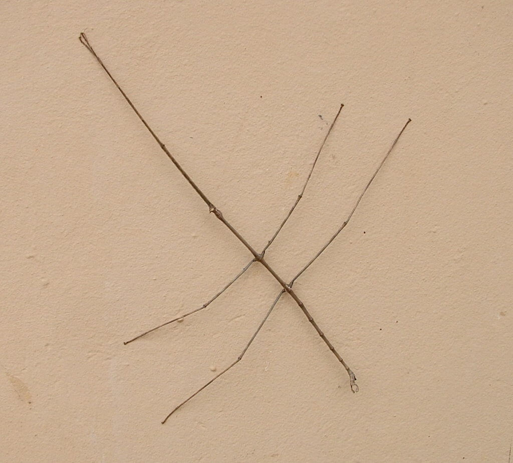 a stick insect in hluhluwe-imfolozi, south africa