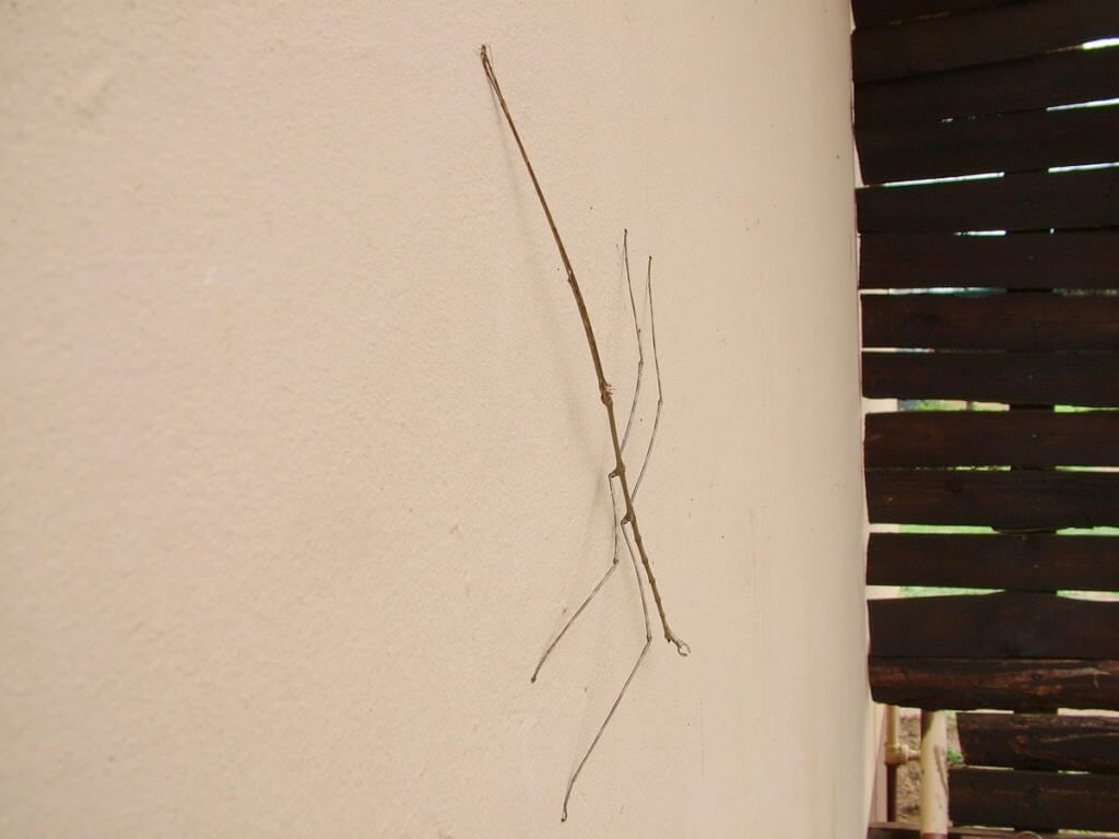 a Stick Insect in hluhluwe-imfolozi, south africa