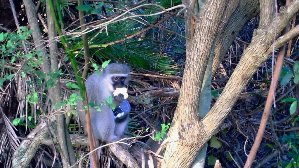 a vervet monkey with his spoils at hilltop camp, hluhluwe-imfolozi, south africa