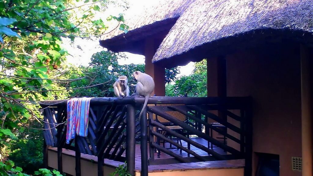 vervet monkeys raiding a cabin at hilltop camp, hluhluwe-imfolozi, south africa