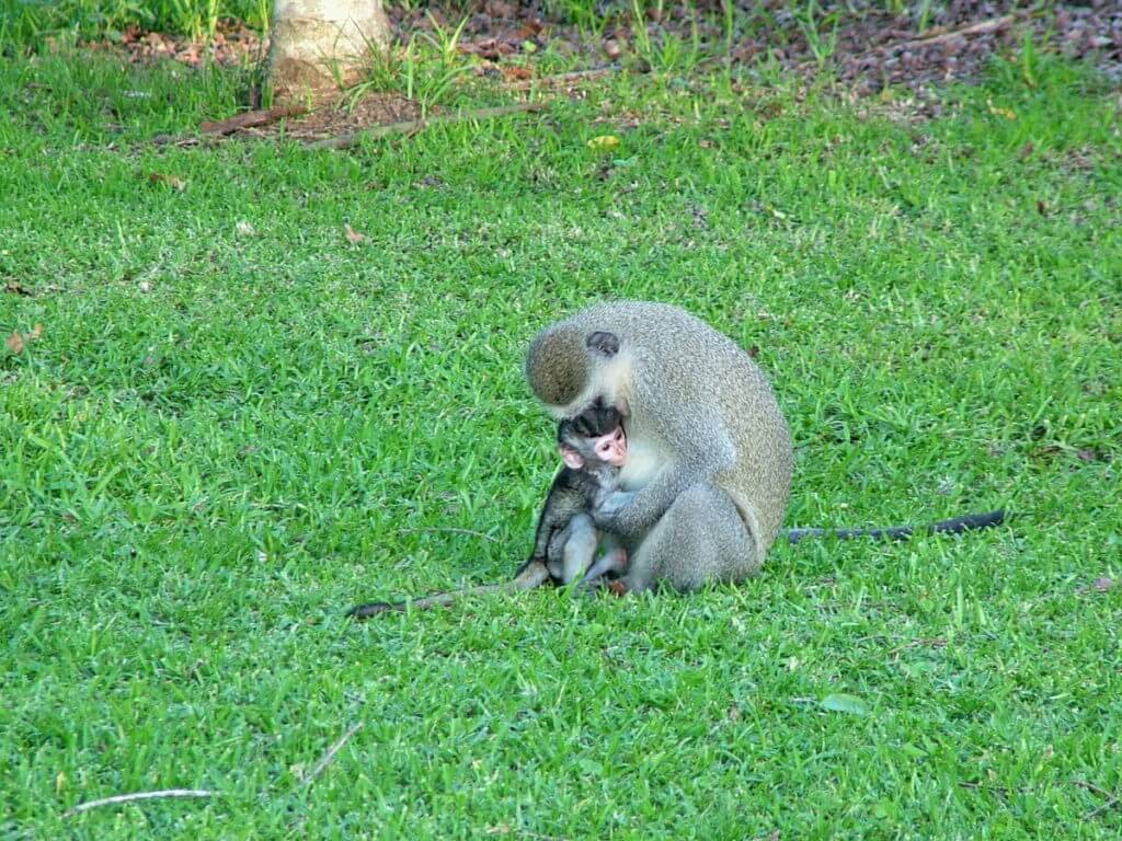 a vervet monkey with its baby at hilltop camp, hluhluwe-imfolozi, south africa
