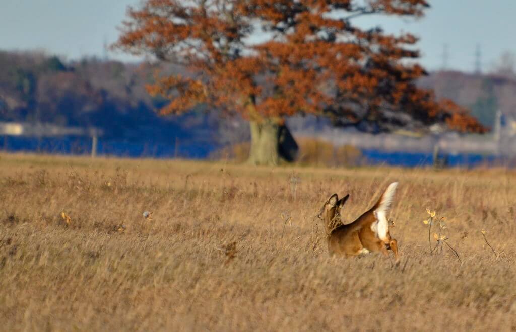 A white-tailed deer dashing across a farm field on Amherst Island, Ontario, Canada.