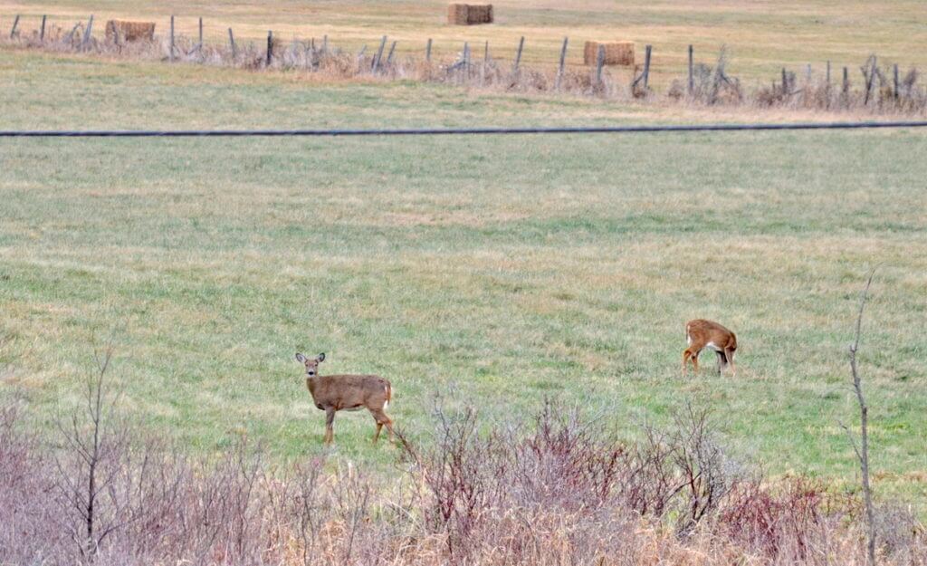 White-tailed deer foraging on a farm field on Amherst Island, Ontario, Canada.