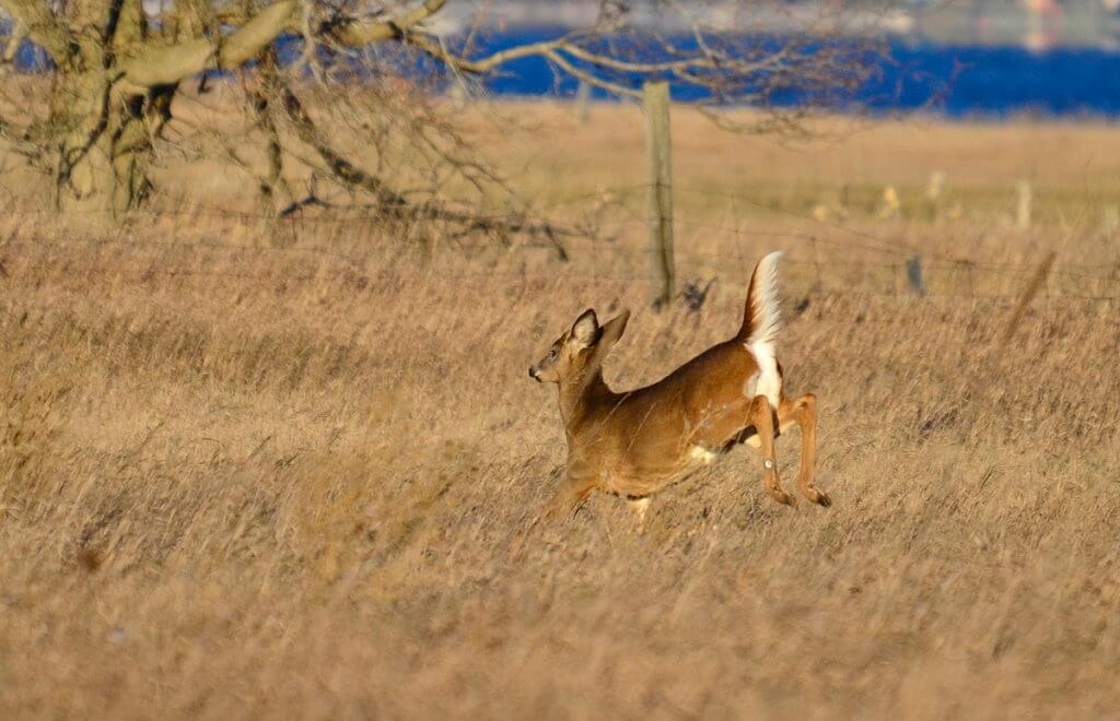 A white-tailed deer dashing across a farm field on Amherst Island, Ontario, Canada.