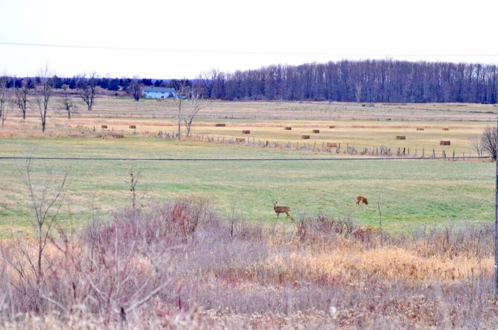 White-tailed deer foraging on a farm field on Amherst Island, Ontario, Canada.