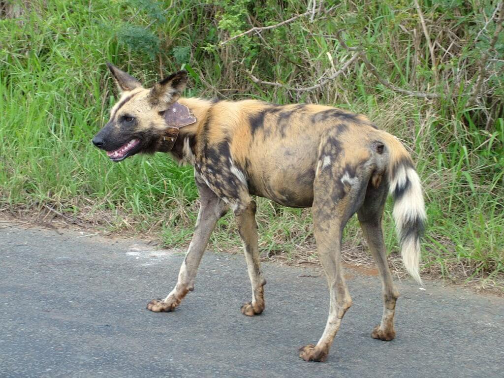 an african wild dog in hluhluwe-imfolozi, south africa