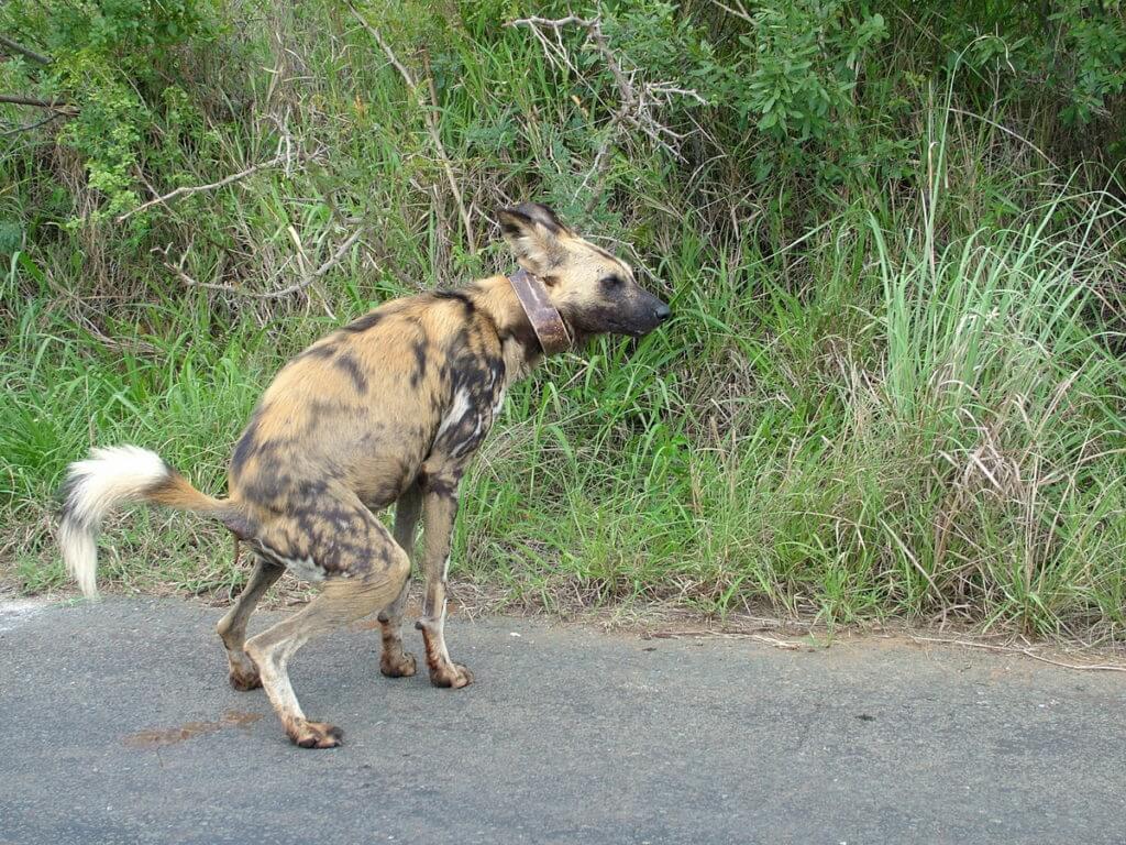 an african wild dog in hluhluwe-imfolozi park, south africa 
