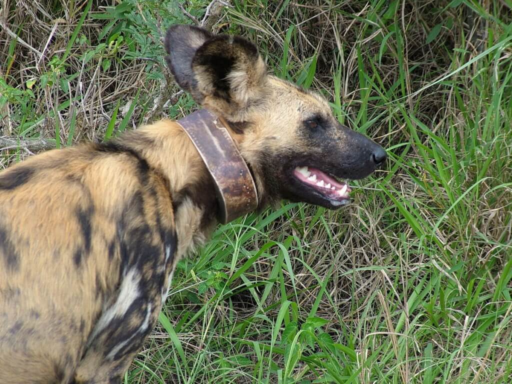 an african wild dog in hluhluwe-imfolozi, south africa