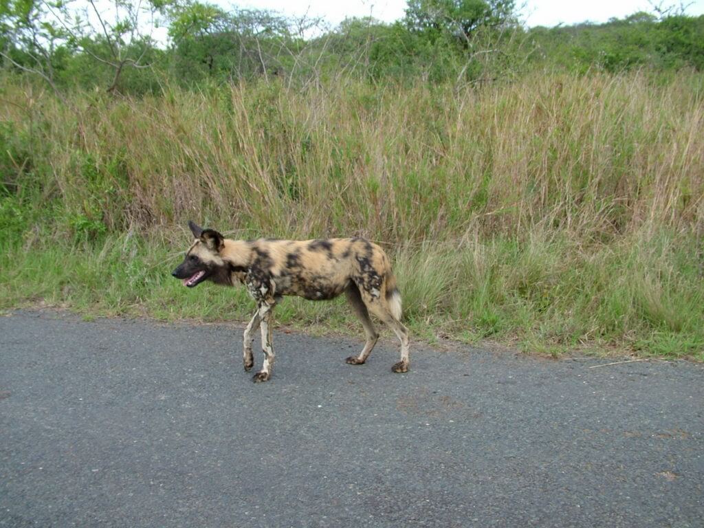 an african wild dog in hluhluwe-imfolozi park, south africa