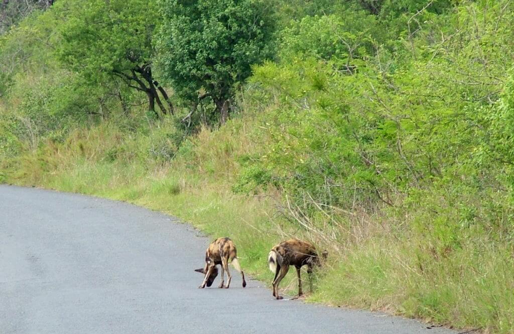 african wild dogs in hluhluwe-imfolozi park, south africa