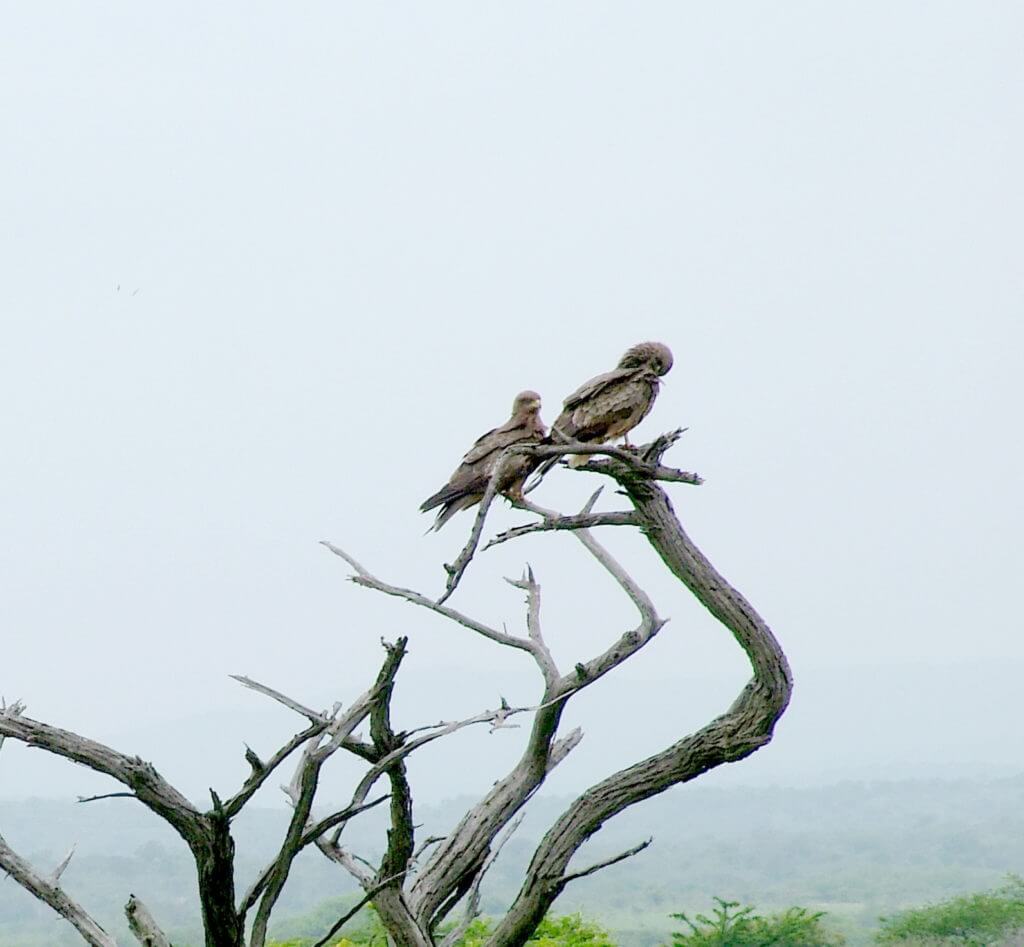 yellow-billed kites, hluhluwe-imfolozi, south africa
