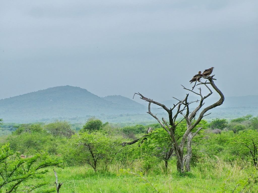 yellow-billed kites, hluhluwe-imfolozi, south africa
