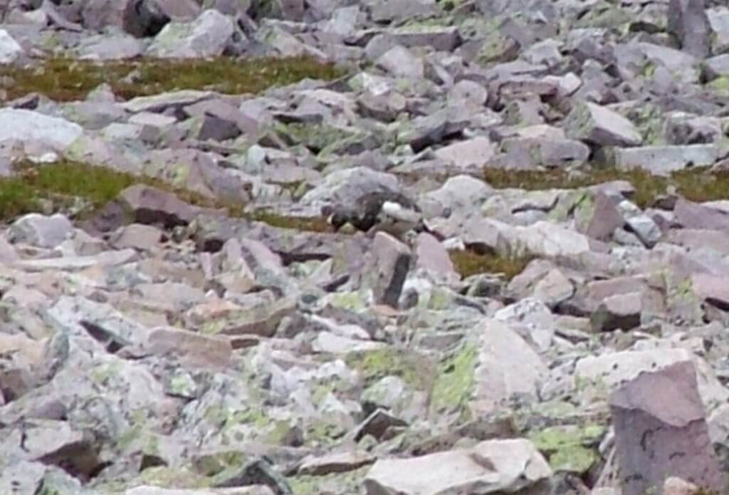 a rock ptarmigan, gros morne mountain, newfoundland, canada