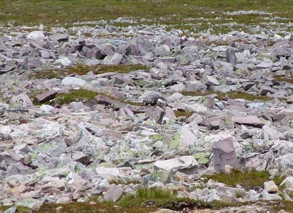 a rock ptarmigan amid rocks, gros morne mountain, newfoundland, canada