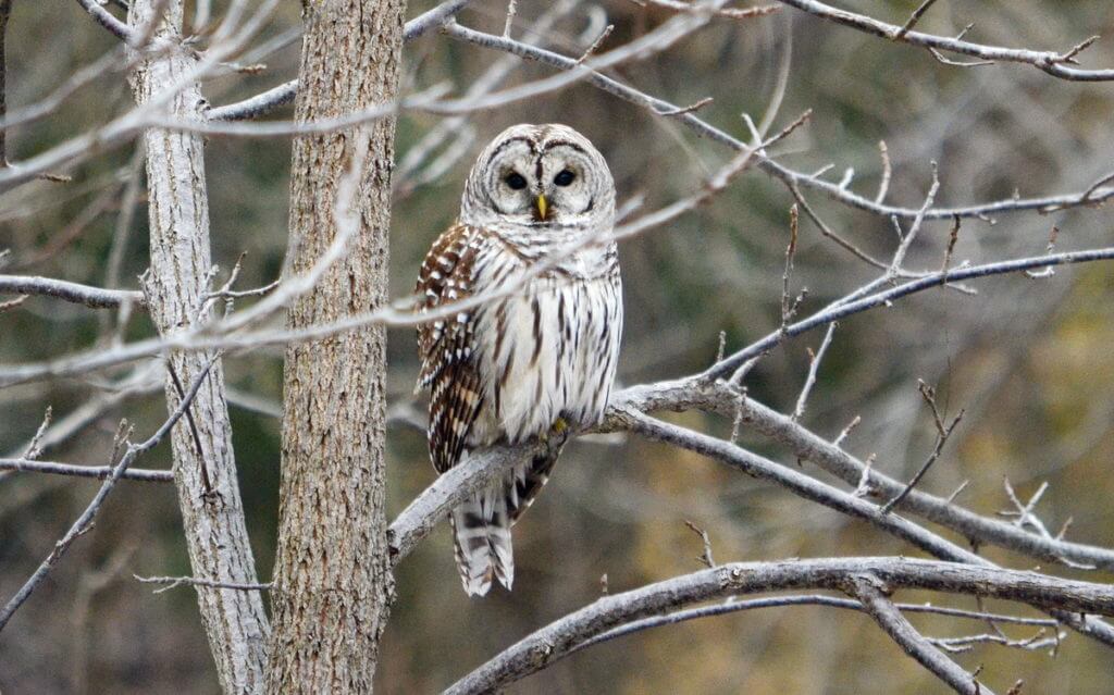 a barred owl, rouge national urban park, ontario