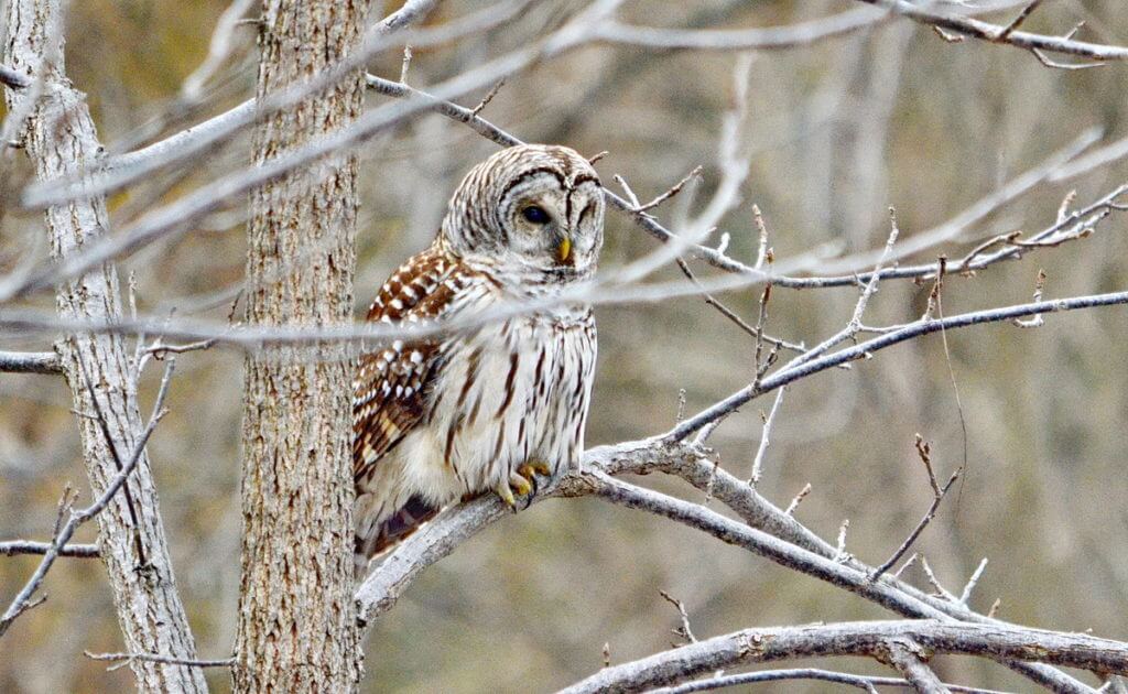 a barred owl, rouge national urban park, ontario