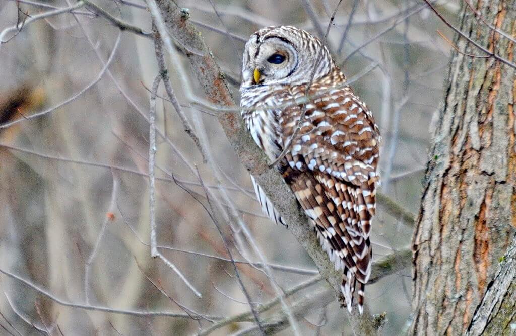 a barred owl, rouge national urban park, ontario