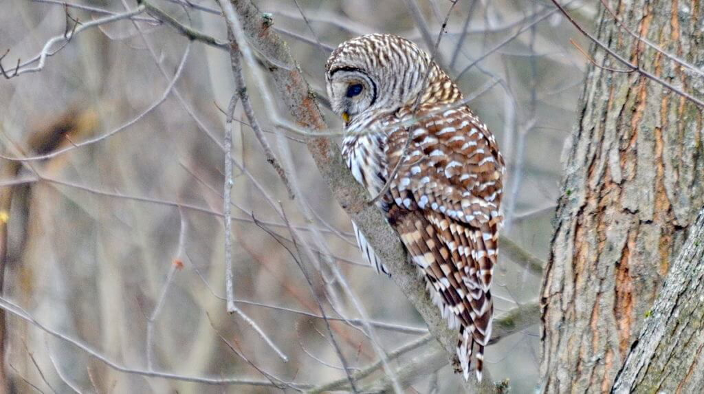 a barred owl, rouge national urban park, ontario