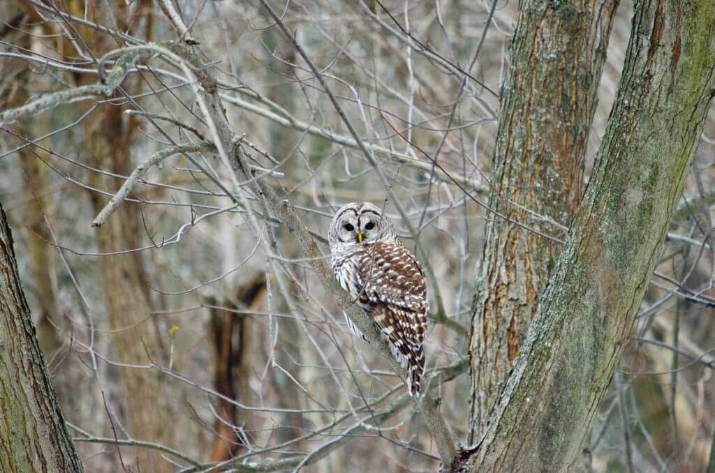 a barred owl, rouge national urban park, ontario