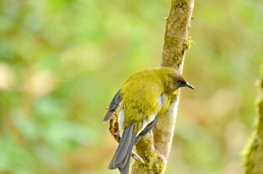 a new zealand bellbird, lake matheson, south island, new zealand