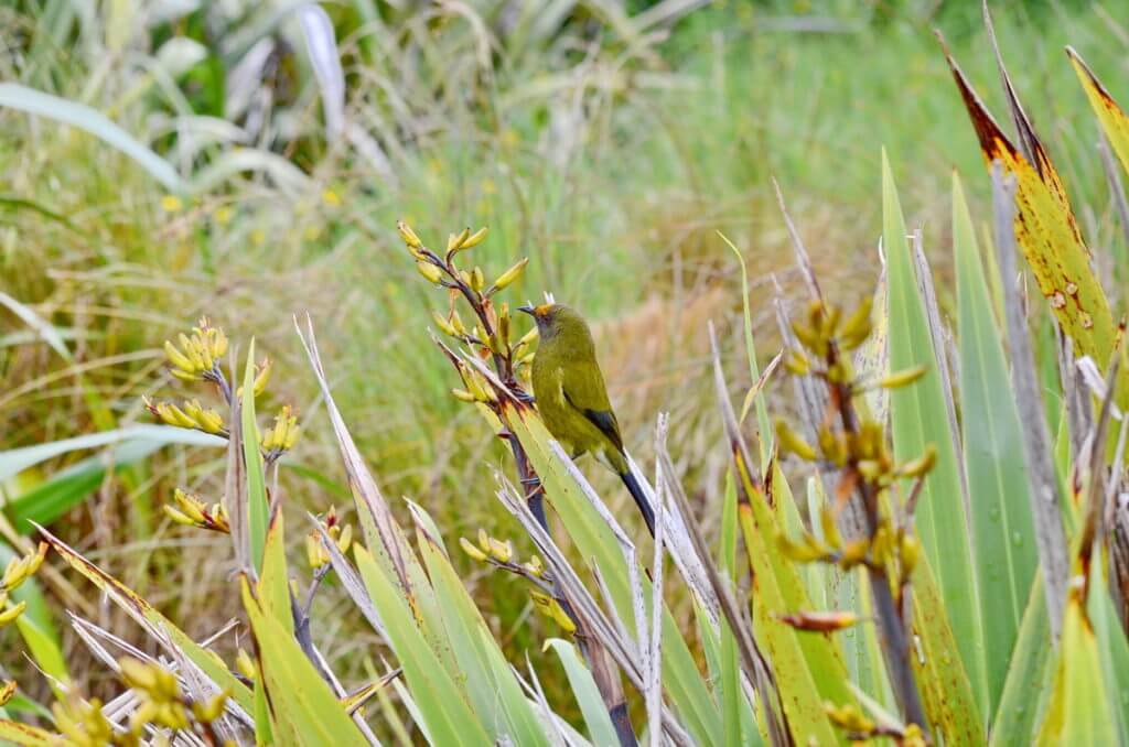 a new zealand bellbird, lake matheson, south island, new zealand