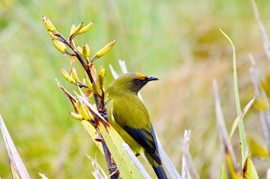 a new zealand bellbird, lake matheson, south island, new zealand