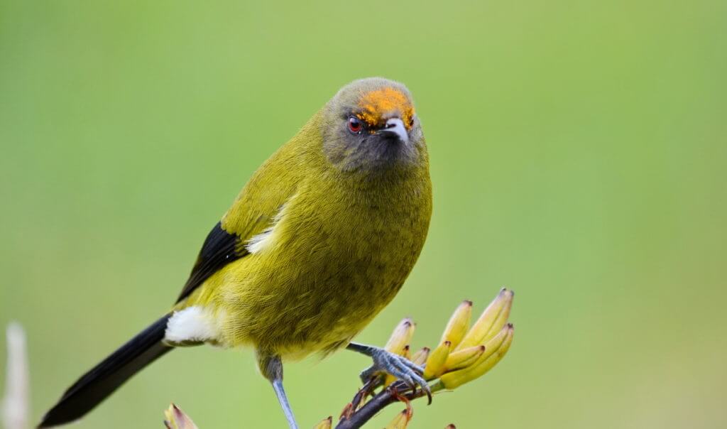 a new zealand bellbird, lake matheson, south island, new zealand
