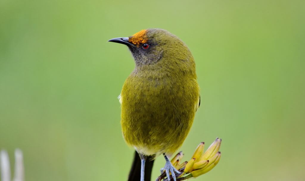 a new zealand bellbird, lake matheson, south island, new zealand