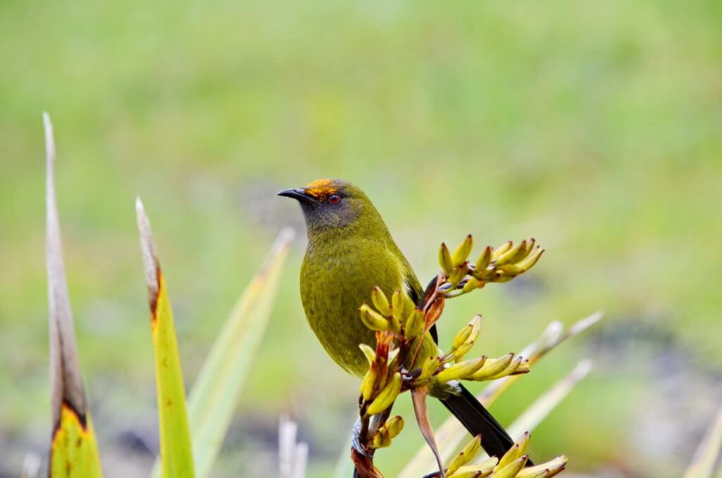 a new zealand bellbird, lake matheson, south island, new zealand