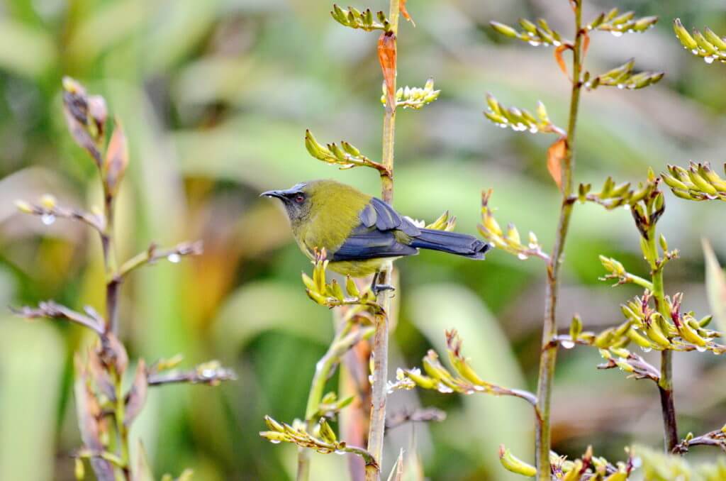a new zealand bellbird, lake matheson, south island, new zealand