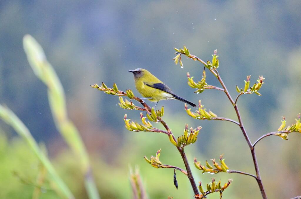 a new zealand bellbird on flax, lake matheson, south island, new zealand