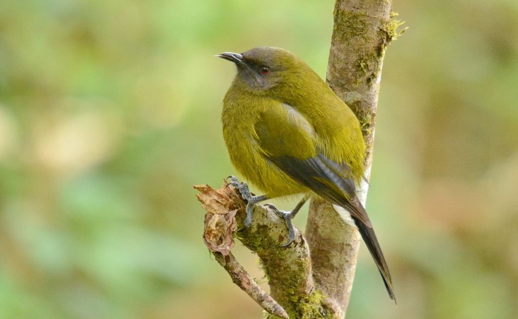 a new zealand bellbird, lake matheson, south island, new zealand