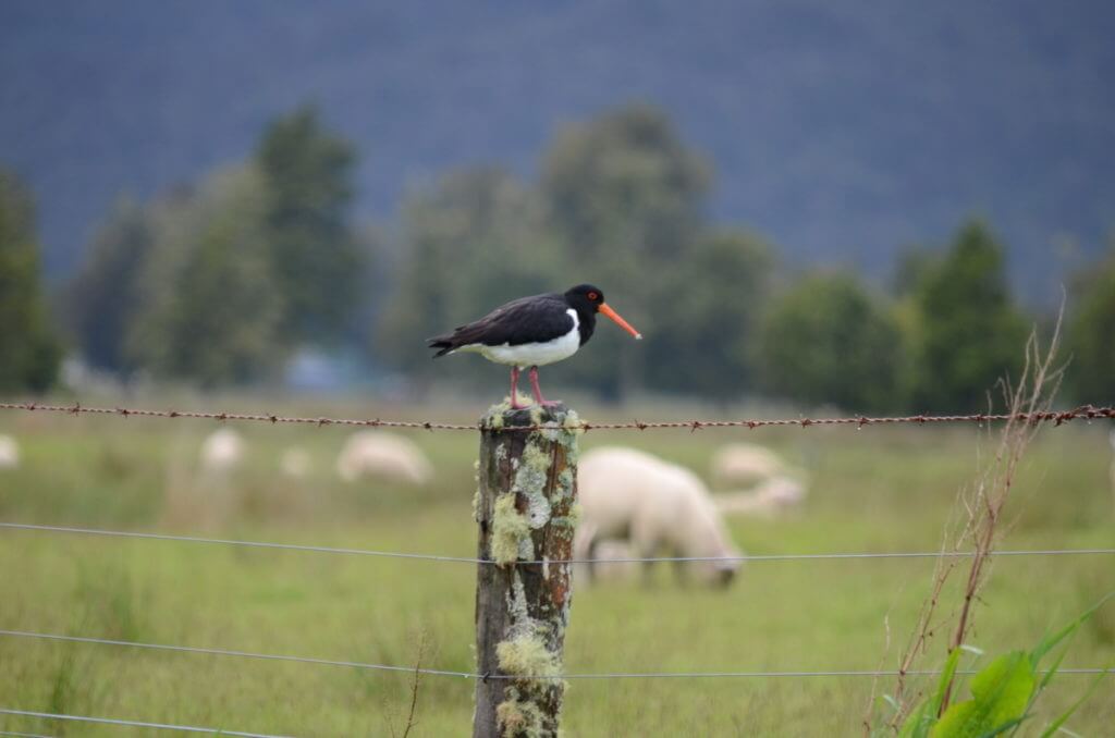 a south island pied oystercatcher, lake matheson, south island, new zealand