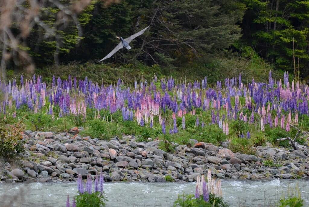 great cormorant flying over russell lupins, eglinton river valley, fiordland national park, new zealand 