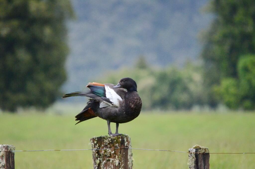 a male paradise shelduck, lake matheson, south island, new zealand