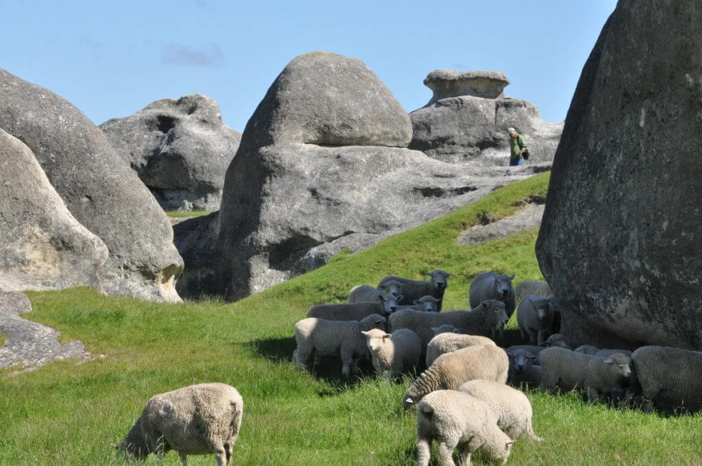 sheep amid the elephant rocks, duntroon, new zealand