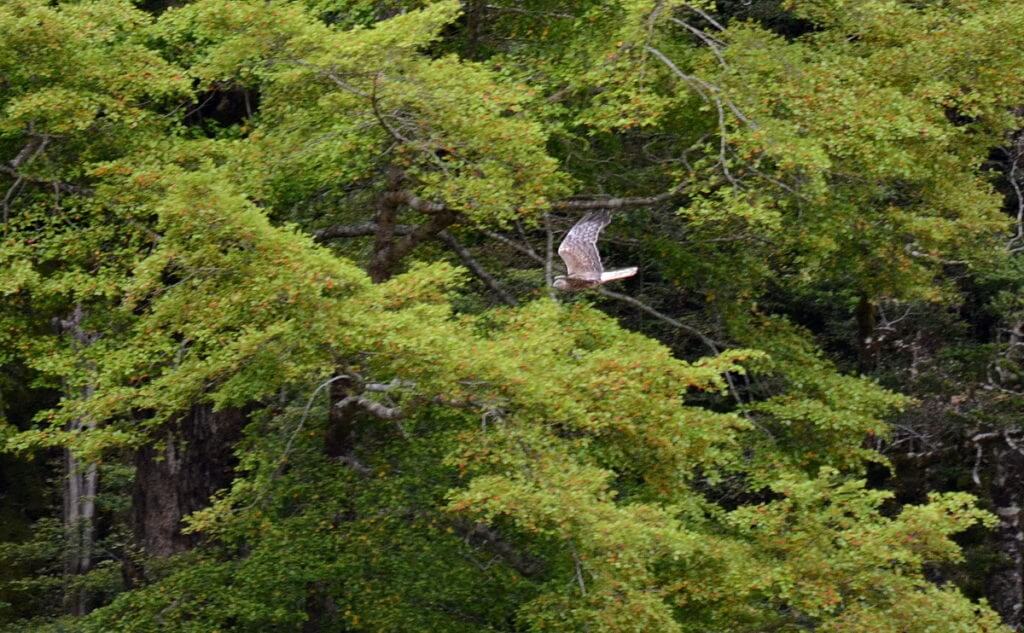 swamp harrier, eglinton river valley, fiordland national park, new zealand 