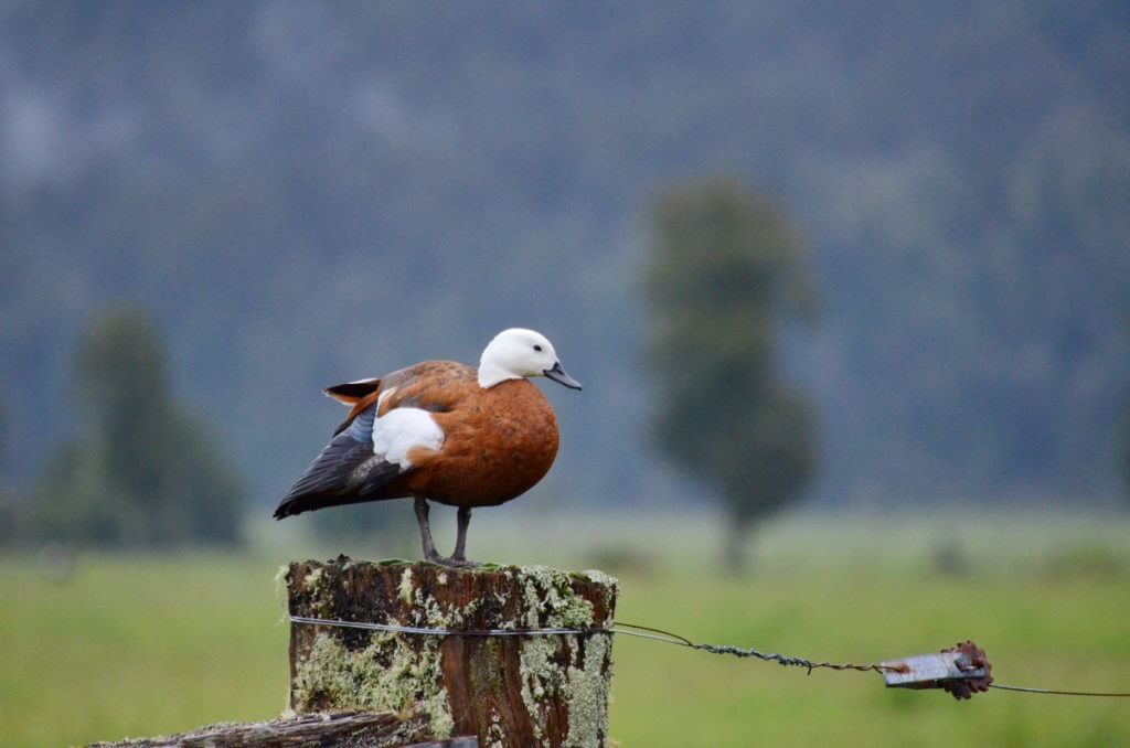 a female paradise shelduck, lake matheson, south island, new zealand