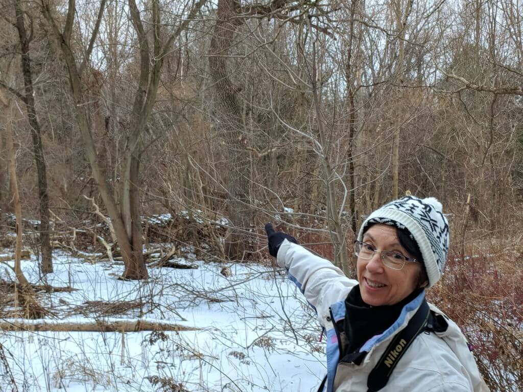 jean points to a barred owl, rouge national urban park, ontario