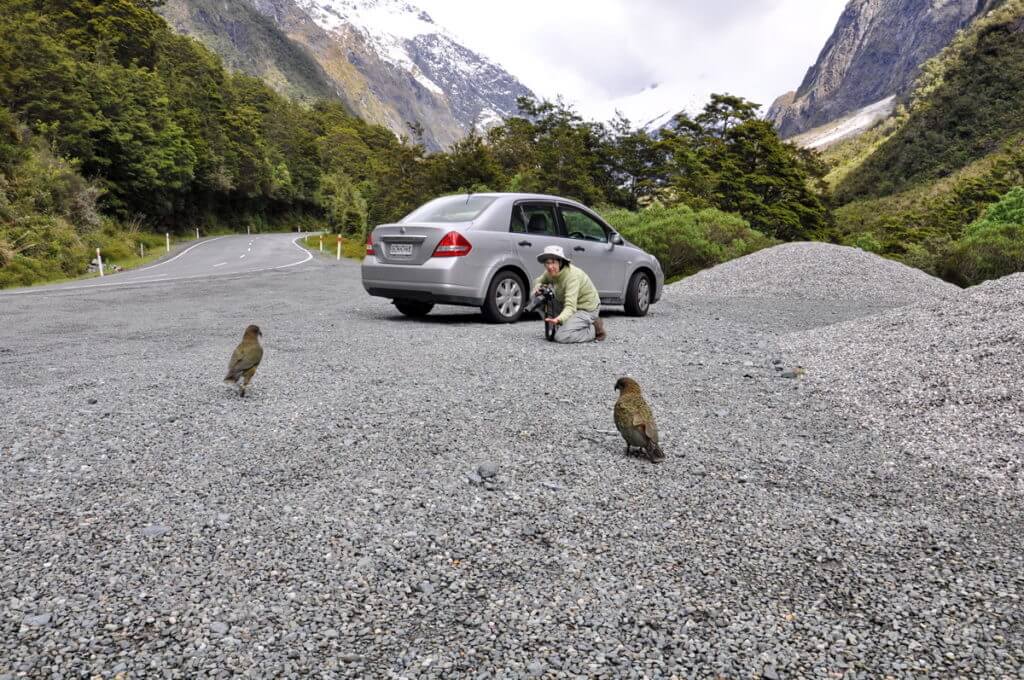 kea parrots, fiordland national park, south island, new zealand