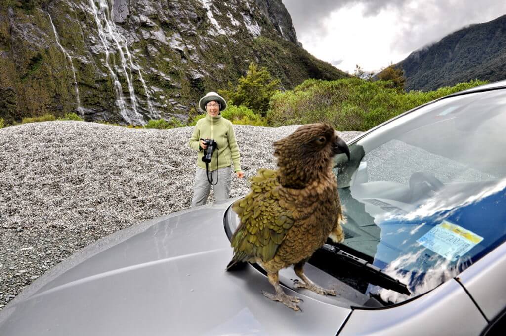 jean and a kea parrot, fiordland national park, south island, new zealand