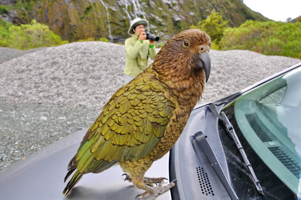 a Kea parrot in fiordland national park, south island, new zealand