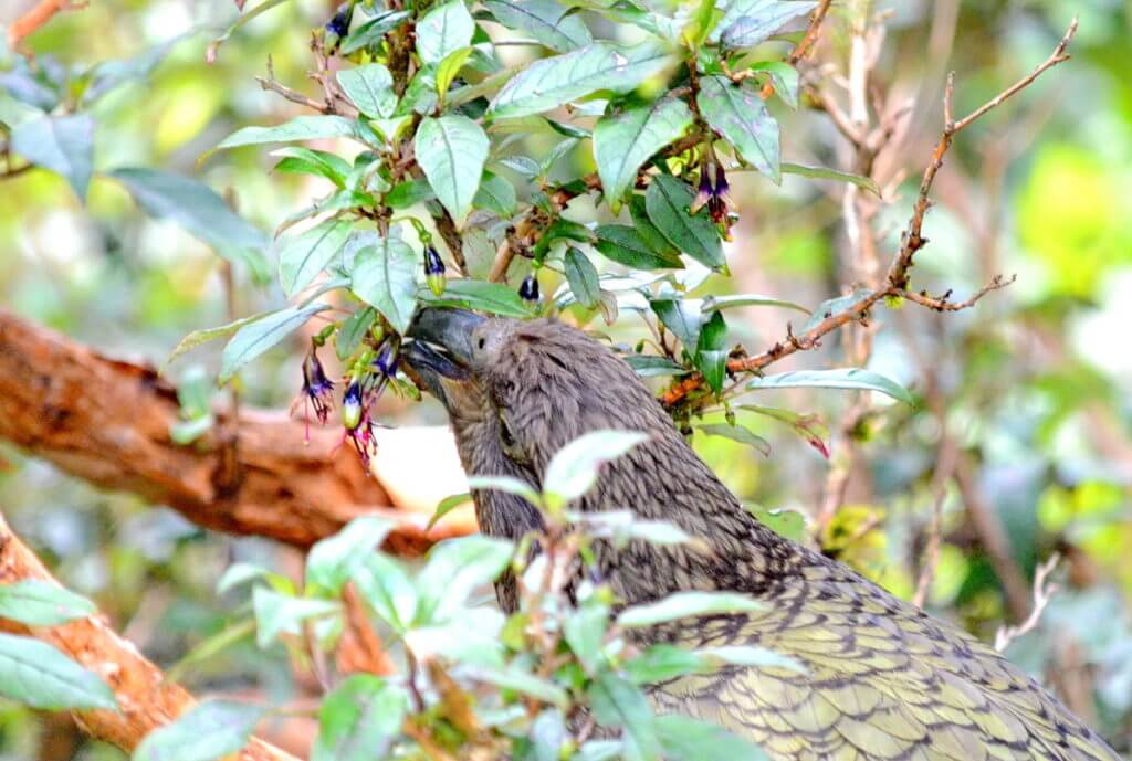 a kea parrot eating flowers, fiordland national park, south island, new zealand