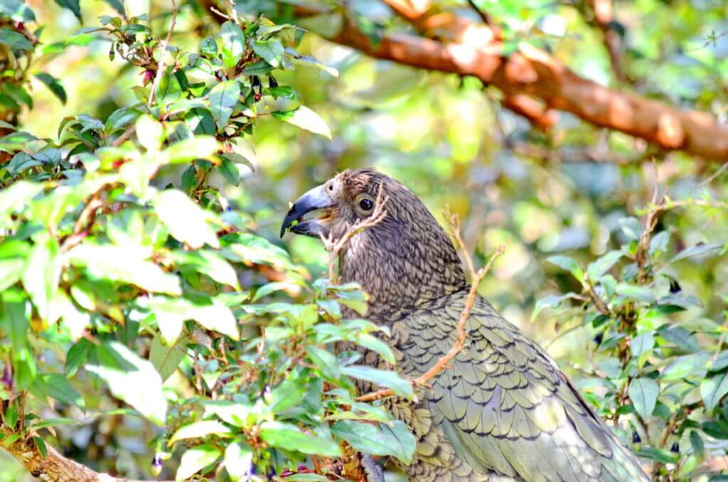 a kea parrot eating flowers, fiordland national park, south island, new zealand